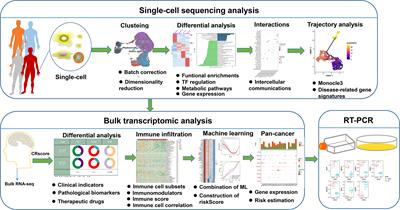 Combined analysis of single-cell and bulk RNA sequencing reveals the expression patterns of circadian rhythm disruption in the immune microenvironment of Alzheimer’s disease